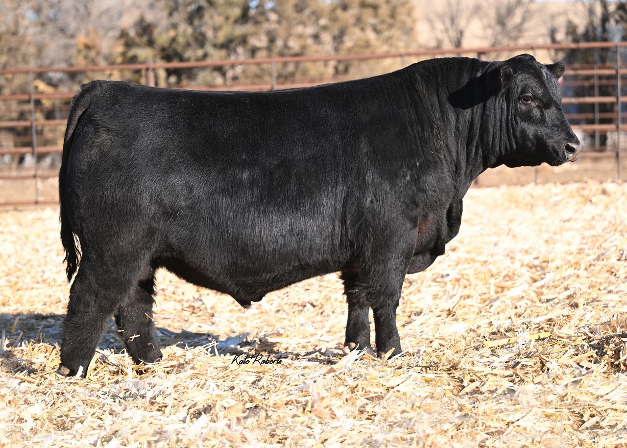 Bushs American Muscle 904