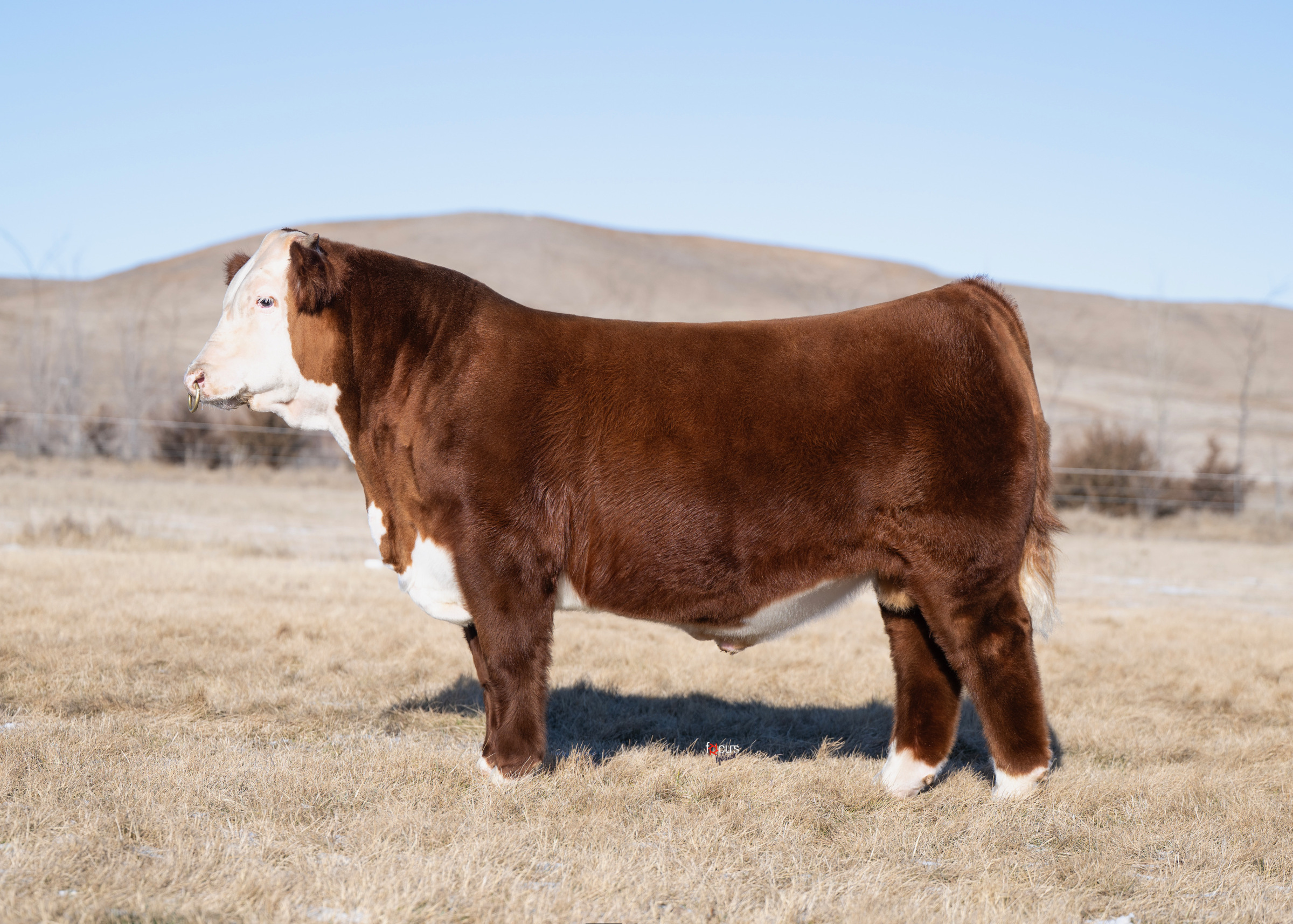 Bushs American Muscle 904