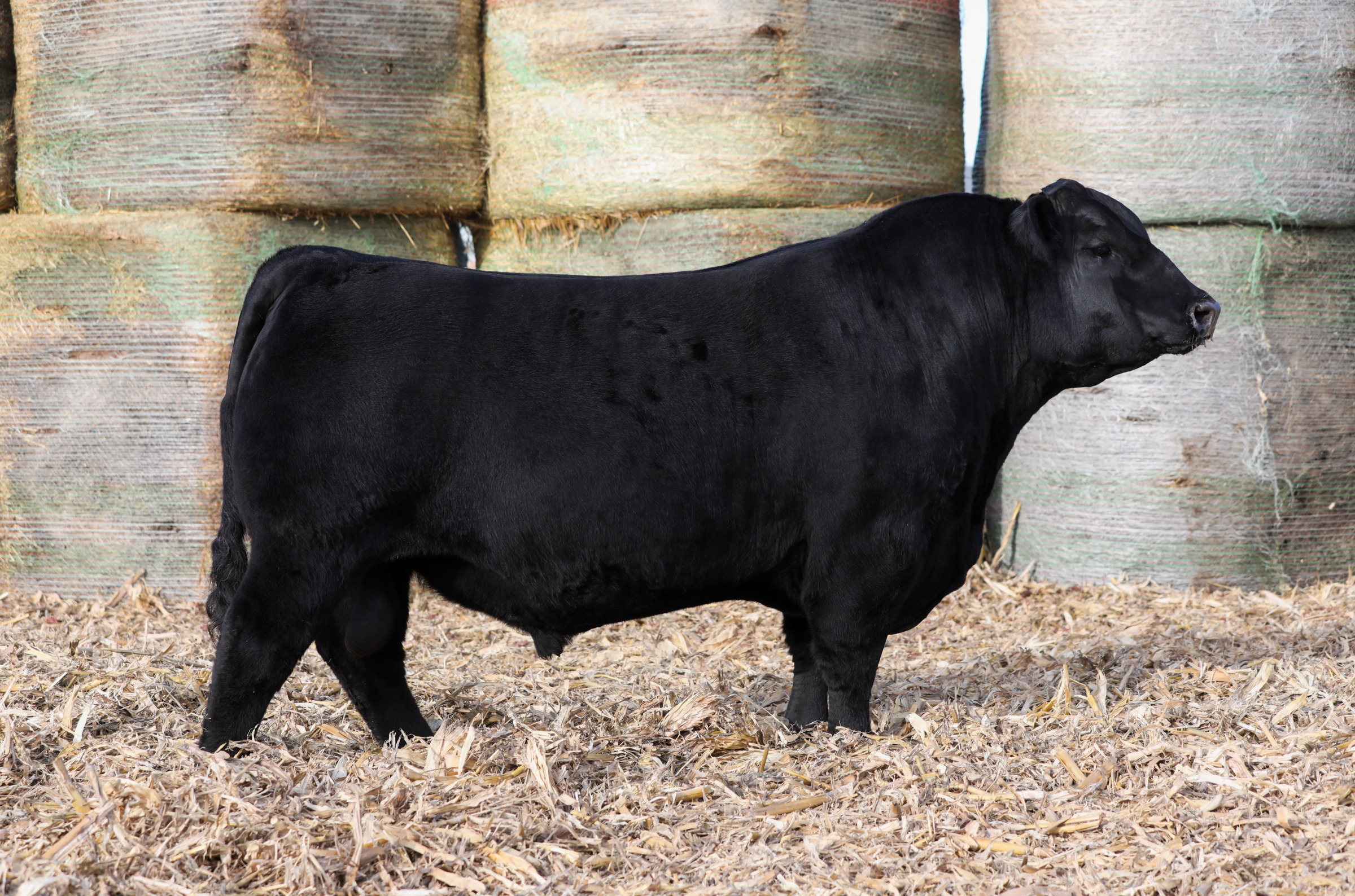 Bushs American Muscle 904