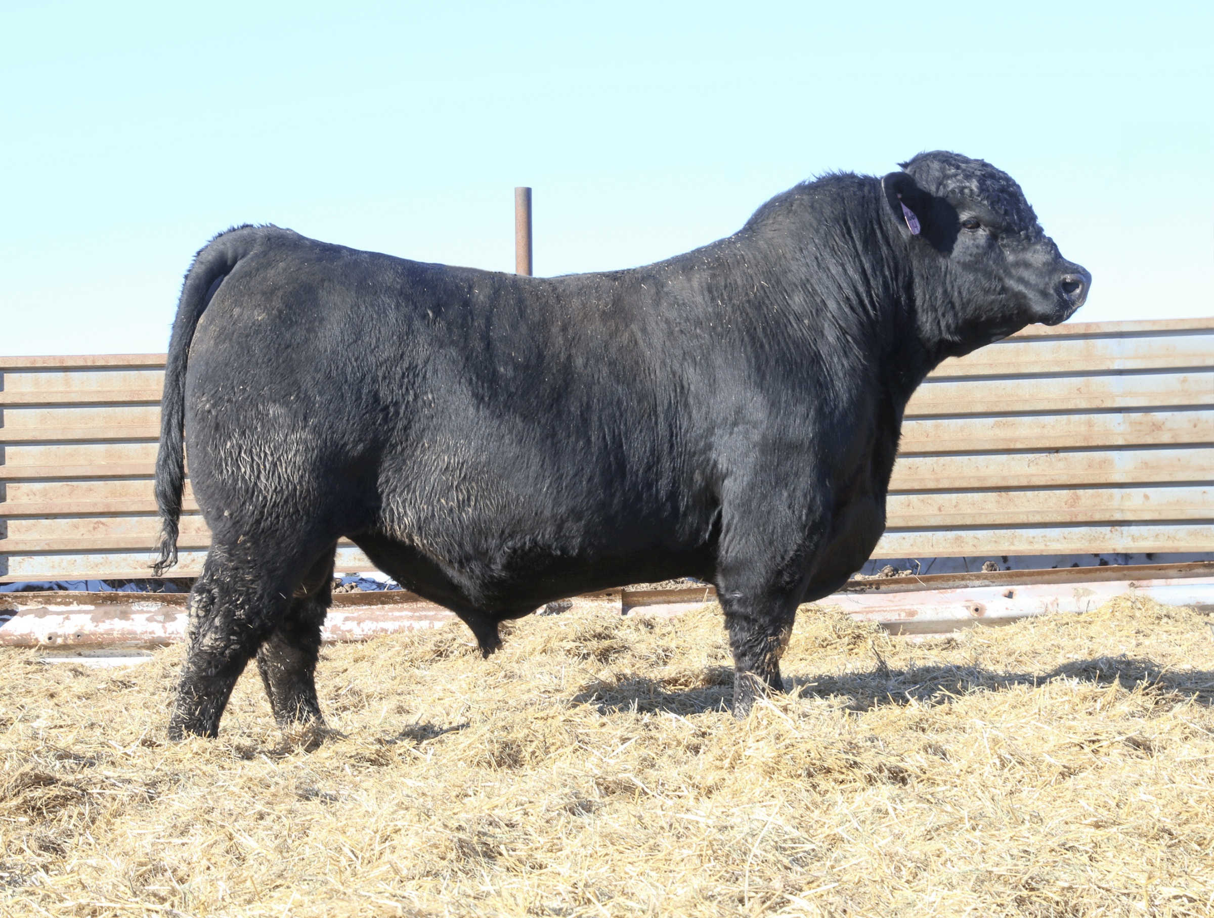 Bushs American Muscle 904