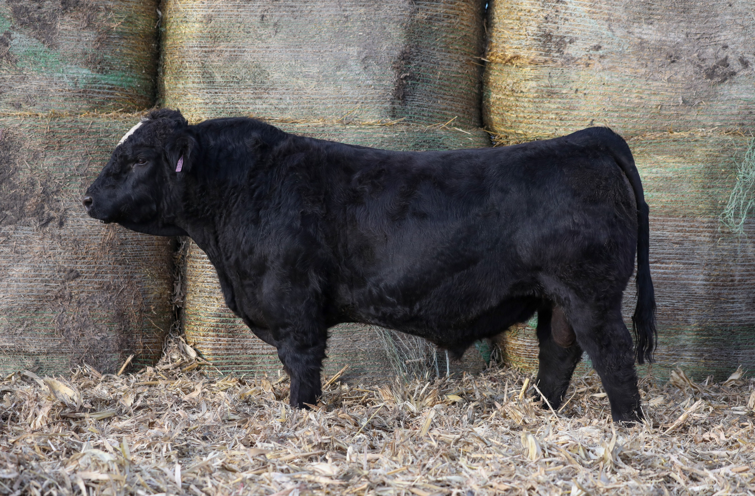 Bushs American Muscle 904